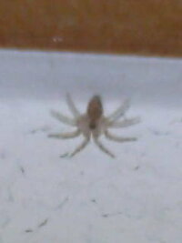 小さい白い蜘蛛が部屋にいました これもアシダカグモの子供ですか まだ5ミ Yahoo 知恵袋