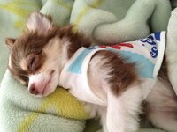わんこの口周りが赤い 家で飼っている5ヶ月の黒柴 の口のまわりが 最 Yahoo 知恵袋