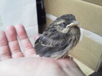 このヒナ鳥の種類を教えて下さい 昨日 森の中でうずくまって Yahoo 知恵袋