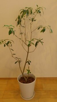 植物のオリーブについて教えて下さい 我が家に鉢植えのオリーブがあります 風 Yahoo 知恵袋