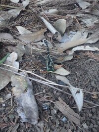 エヴァ１０を打つ時のモードシンプル アクティブ プレミアとありますが Yahoo 知恵袋