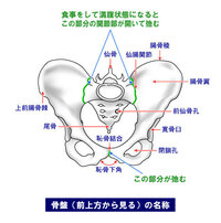 カビゴンのメスが欲しいのでオスとメタモンを預けています すぐに Yahoo 知恵袋