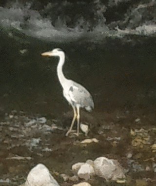 川にいたこの鳥の名前は何ですか 遠くだったのでボケていま Yahoo 知恵袋