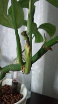 モンステラ葉の中でも薄い緑色の新芽 が茶色いところがあります 枯れてきたの Yahoo 知恵袋