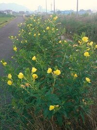 夏の今の時期 小川の土手や田んぼのあぜ道などでよく見かける雑草 Yahoo 知恵袋