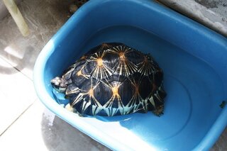 写真の亀の種類は何ですか 亀の飼育方法も教えてください 飼育が難し Yahoo 知恵袋