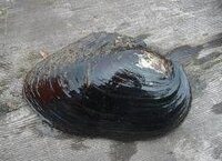 貝には水を浄化する力があるんですか 川にいる貝ですが しじみやドブガイ Yahoo 知恵袋