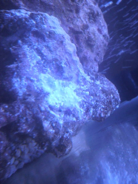 こんにちは！海水魚、ライブロックについて質問があります。今水槽60cm