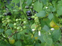 黒い実がついている植物 自宅の庭に写真のような植物がたくさ Yahoo 知恵袋