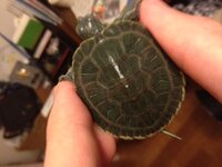 僕は今ミドリガメを飼っていて気になることがあるのですが 甲羅の Yahoo 知恵袋