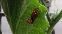 ベランダ菜園でキュウリを植えたのですが 葉っぱの裏に黒い小さな虫が Yahoo 知恵袋