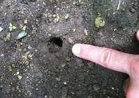 庭のバラの根元の土に直径１ｃｍくらいの穴が開いています 何か害 Yahoo 知恵袋