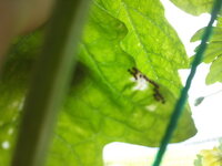 何の虫の卵でしょうか 駆除するべきでしょうか ゴーヤの葉 Yahoo 知恵袋