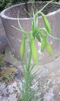 この植物は何でしょうか。
実家の庭に勝手に生えるそうで、父曰く「植えたわけでもなし、毎年１・２本ずつ増えてるんだよね&#65374;」とのことです。 