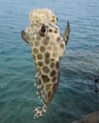 馬とキリンはウマ科とかじゃないんでしょうか Yahoo 知恵袋