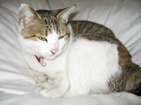 よくしゃべる猫について 一歳になるオスの猫を飼っています 最近よく鳴 Yahoo 知恵袋