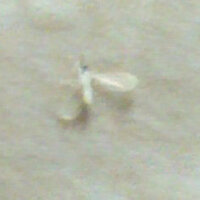 白い虫羽がありピョンと跳ねる目が赤い糸くずみたいな小さい虫教えて Yahoo 知恵袋