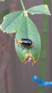 最近家の中で黄色と黒のテントウムシみたいなちっちゃい虫がめっちゃでてきます Yahoo 知恵袋