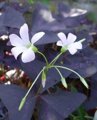 花の名前教えて下さい 紫の葉に小さい白い花写真を添付しました Yahoo 知恵袋