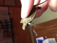 カメを飼ったところ義母に 縁起が悪い と言われてしまい おかげで主 Yahoo 知恵袋