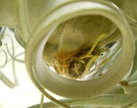 エアープランツの根についてエアープランツ キセログラフィカ の Yahoo 知恵袋