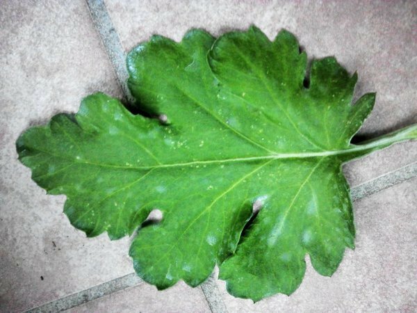 菊の病気です これはなんですか 最近菊を育てているのですが 葉の Yahoo 知恵袋