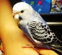 セキセイインコの甘噛みの理由と対処の仕方を教えてください セキセイ Yahoo 知恵袋