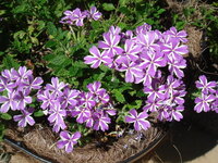 公園の花壇に咲いていた可愛い花です サクラソウの花に似た花です 名前を教 Yahoo 知恵袋