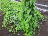 今の時季よく目にする この畑の野菜はなんでしょう ハート型の大きな葉っぱ Yahoo 知恵袋