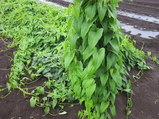 今の時季よく目にする この畑の野菜はなんでしょう ハート型の大きな葉っぱ Yahoo 知恵袋