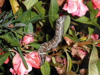 ホウセンカの花に幼虫がいますが 成虫になった時にどんな昆虫になるのか教え Yahoo 知恵袋