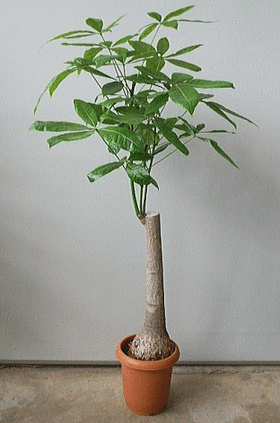 大きめパキラ 二又 変わった樹形 大きめパキラ 二又 変わった樹形