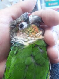 ウロコインコを飼われている方に質問です。
1歳半のワキコガネイロウロコ♂を先月お迎えしました。この子、すごく静かなんです。呼び鳴きも2・3 度だけですし、それもほんの少しだけ。放鳥しても掌に乗って、指にイタズラをしたり、ベタッと座り込みコロコロしています。お迎え当日からこんなんで、初めは、環境の変化で緊張しているのだろうと思っていたのですが、逆に日に日におとなしくなる感じです。もっとアクティ...