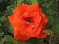 とびだせどうぶつの森で 青いバラを咲かせようと思い ちゃんとレイ Yahoo 知恵袋