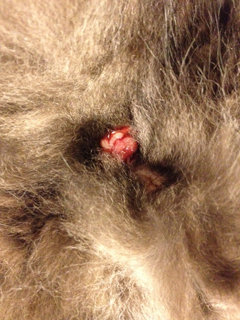 子猫が脱肛してます。これは至急病院に行ったほうが良いでしょうか 