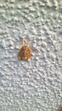 壁についてる小さい蛾 朝壁のあちこちにこんな小さな蛾が付いてました Yahoo 知恵袋