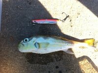 今朝釣った魚です なんという魚ですか シロサバフグ ドクサバフグ どち Yahoo 知恵袋