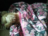 布団の中にもぐって眠る犬って多いですか うちのジャックラッセルテリアは Yahoo 知恵袋