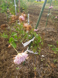 菊についてですが花が枯れたあと切り戻す場合どのへんで切ればよいので Yahoo 知恵袋