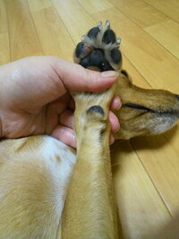 私の犬がここ最近前足の肉球を舐めたりかじったりすることが多いんです Yahoo 知恵袋