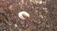 プランターの土の中から 何かの幼虫が沢山出てきました プ Yahoo 知恵袋