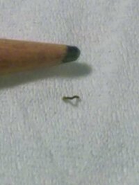 部屋に尺取り虫のような小さい芋虫が大量発生して怖いです小さく形はボウフラ Yahoo 知恵袋