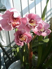 蘭の種類を教えてください おばあちゃんの形見の蘭です ここ数年花が咲きま Yahoo 知恵袋