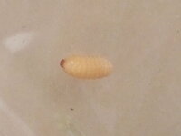 芋虫のような小さな虫で 部屋の壁にいました 何の幼虫でしょうか Yahoo 知恵袋