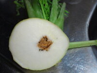 大根 すが入ってる 腐ってる 購入当日切ったら 画像のように 中 Yahoo 知恵袋