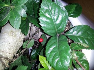 この写真に映っているギザギザした葉っぱの植物が何か分かる方いら Yahoo 知恵袋