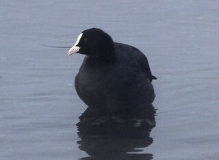 水鳥の名前が野鳥図鑑見てもわかりません口ばしが真っ白です2匹い Yahoo 知恵袋