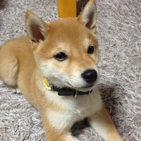 質問です 柴犬にはきつね顔とたぬき顔があるといわれてますが 今までたぬき Yahoo 知恵袋