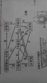 中学理科の問題を教えてください 図で食物連鎖による物質の流れを表す矢印を Yahoo 知恵袋