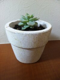 私は鉢植えで室内で多肉植物の白牡丹を育ててます今はだいたい茎の長さは1セン Yahoo 知恵袋